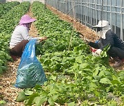 외국인 계절근로자 체류기간 최대 8개월로 연장 추진