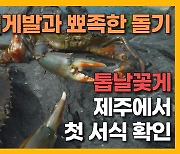 [자막뉴스] 거대 집게와 뾰족한 돌기.. '톱날꽃게' 제주 첫 서식  확인