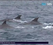 남방큰돌고래 '생태법인 도입' 논의
