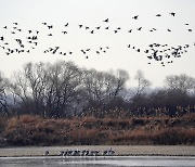 "두루미 따라가다… DMZ 경계 500㎞나 걸었네요"