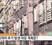 수입 가구 통해 집 무너뜨리는 흰개미가 국내에 들어왔다? [정책 바로보기]