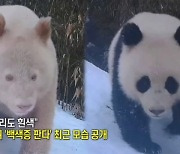 [인터넷 와글와글] 판다인가 북극곰인가?…'백색증' 판다 화제