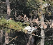 야생 부화 창녕 우포따오기 2마리 둥지 떠나…이소 성공[뉴시스Pic]