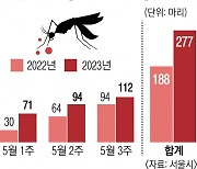 모기·팅커벨의 습격… 서울은 ‘벌레와의 전쟁’