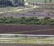 모내기하는 북한 주민들