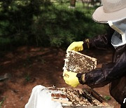 강원도, 질병 등 경영어려움 꿀벌 농가 29억원 지원