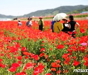 하동 꽃양귀비축제 유료 방문객 2만5000명…농특산물 판매 4억원