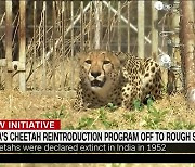 인도의 멸종 치타 복원 계획