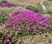 제주 한라산 중턱에 꽃망울 터트린 철쭉