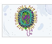 [사이테크+] 유전자 치료용 인공바이러스 개발…"인체 침투 치료물질 전달"