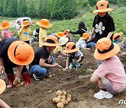 "감자 캐러 오셔유~" 괴산 감물감자축제 16~18일