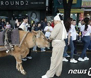 퍼레이드에 등장한 황소