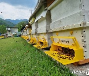 봄철 기후변화·이상저온 탓 사라진 '경남 꿀벌' 평시 대비 62%까지 회복