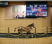 [경마]지난 30일 올해 두 번째 제주 예비경주마 경매 열려