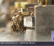 집단 폐사 ‘사라진 꿀벌’…회복세