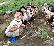 [괴산소식]감물감자축제 16~18일 개최 등