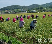 경북 의성농협·경기 여주 세종대왕농협, 합동 일손돕기로 우애다져