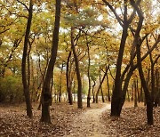 동구릉 비공개 '비밀의 정원' 개방...볼거리는?