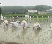 전통 농경의례 재연, 소 써레질에 손 모내기