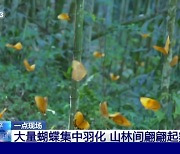 중국, 수만 마리 나비가 연출한 장관