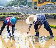 화산섬 울릉도서 36년 만에 첫 모내기…‘울릉 쌀’ 독도 홍보용으로