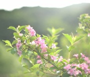 [포토친구] 병꽃나무