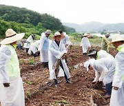 창녕군, 마늘 수확 일손돕기에 구슬땀