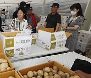 “청정감자 맛나유”… 괴산 감물감자축제 16일부터 3일간 열린다