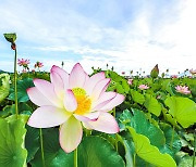 "700년 된 연꽃 보러오세요" 세종수목원 아라홍련 특별전