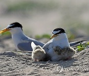 쇠제비갈매기 네식구