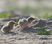 힘찬 날갯짓