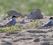 모래밭에 앉은 쇠제비갈매기