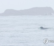 헤엄쳐서 백령도 찾아온 물범