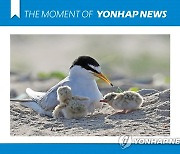 [모멘트] 멸종위기 야생생물 쇠제비갈매기
