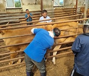 강릉시, 혹서기 대비 축산농가 순회진료 실시