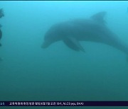 남방큰돌고래 생태법인 제도 국제 논의 본격