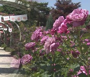 도심 속 공원에 장미 향연…형형색색 꽃 나들이