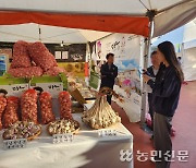 “제주마늘 많이 사랑해주세요!”…대정 마농박람회 개최