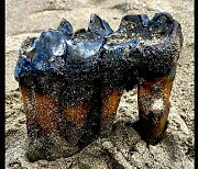 “어금니가 30cm”…산책 중 ‘1만년 전 멸종 코끼리류’ 이빨 발견[핵잼 사이언스]