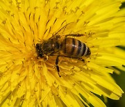 [김산하의 청개구리] 꿀벌만이 수분매개자 아니다