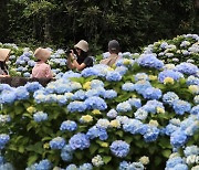 '수국 활짝, 웃음이 절로 나와요'