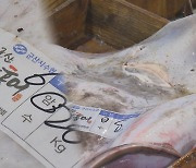 흑산도 아성에 도전장 내민 군산 홍어…어획량 급증