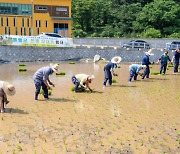 울릉군 36년 만에 벼농사 재개… 올 10월 첫 쌀 생산