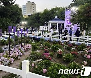 2만3000송이 수국 ‘활짝’ …9~11일 장생포 수국 페스티벌 개최