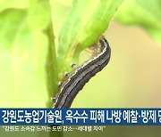 강원도농업기술원, 옥수수 피해 나방 예찰·방제 당부