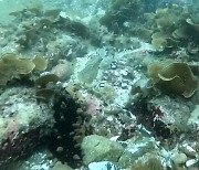 해산물 채취 ‘불법’ 잠수사에 의존…해녀 부족에 “불가피”