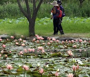 연꽃 핀 부산 삼락생태공원
