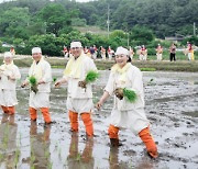 청양군, 손 모내기로 전통 두레 문화 계승