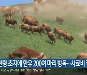 대관령 초지에 한우 200여 마리 방목…사료비 절감