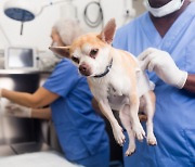 사람보다 개가 우선?…칠레 병원서 개 방사선 치료 논란